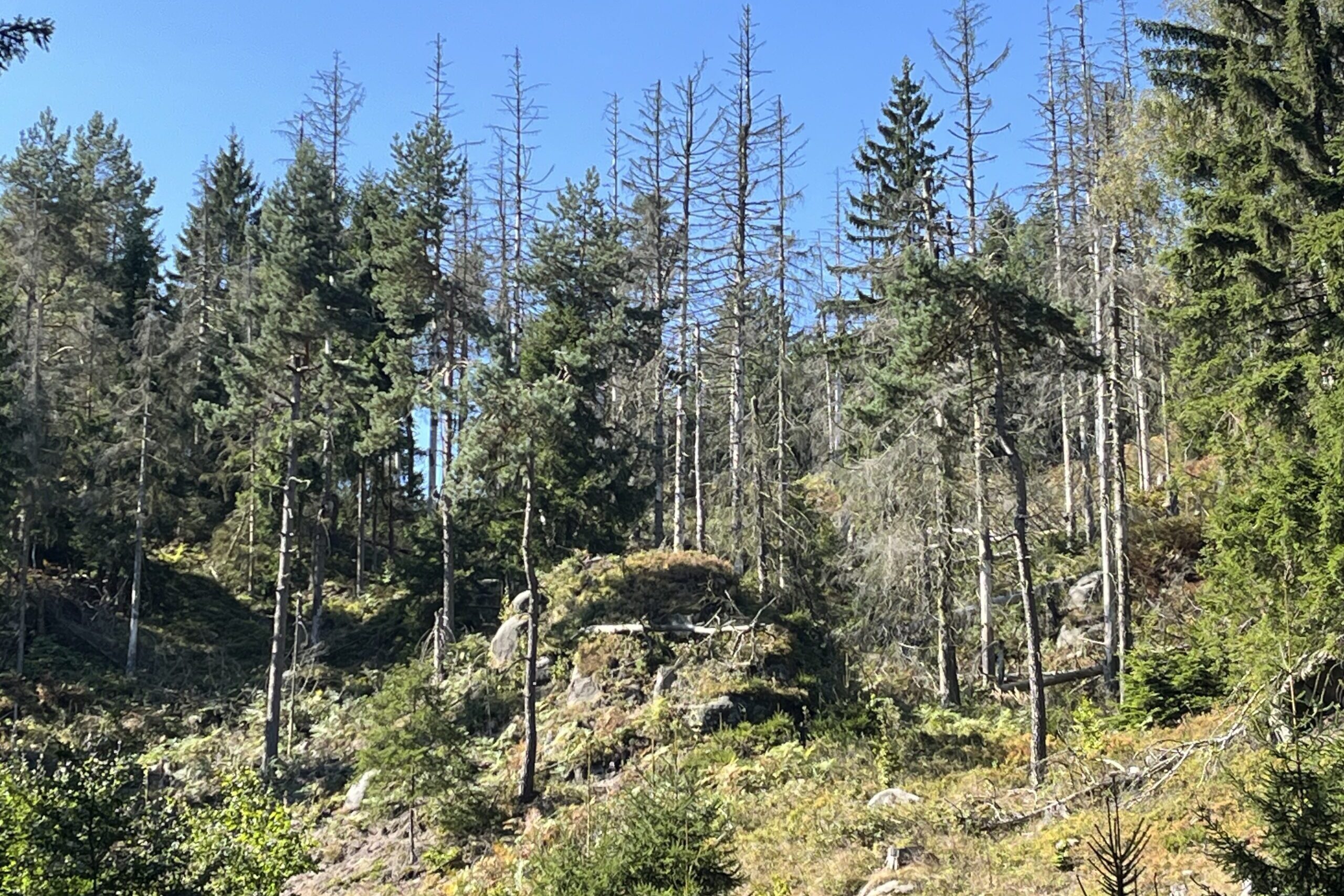 Tagung: „Waldumbau für nachhaltige Waldwirtschaft in Zeiten des Klimawandels“