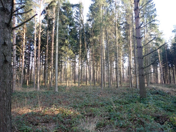 Öffentliche Pflanzaktion im Ostritzer Stadtwald