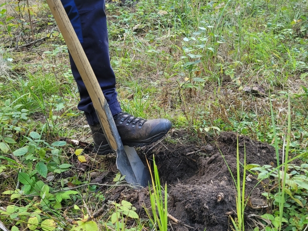 Pflanzaktion im Ostritzer Stadtwald