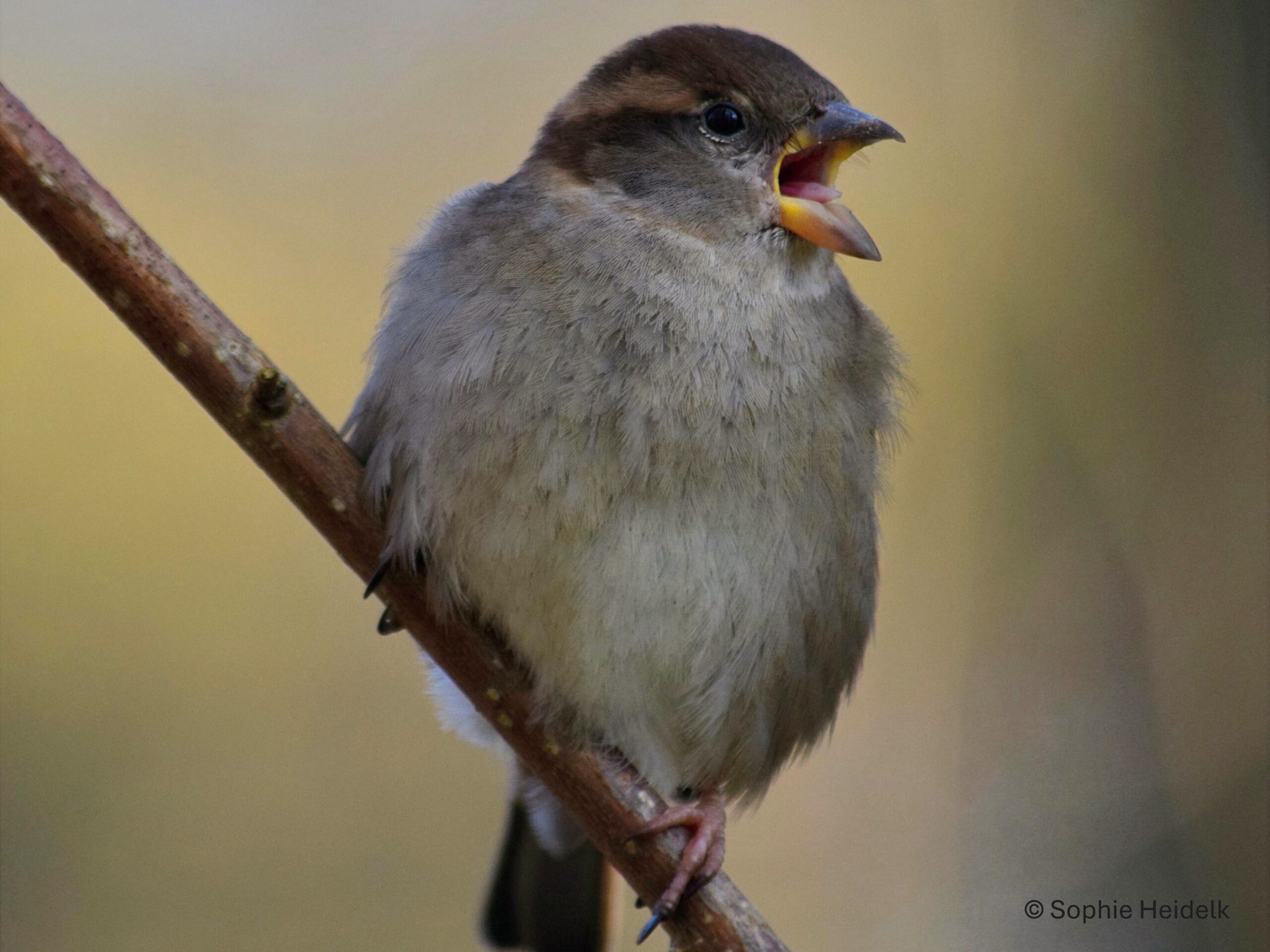 Vogelkundliche Exkursion