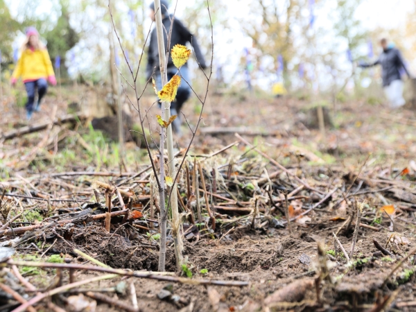 Pflanzaktion bei Höckendorf (Königsbrück)